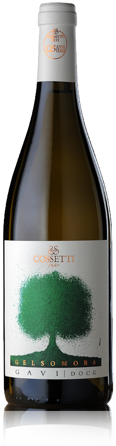 Cossetti 1891 Gavi Gelsomora