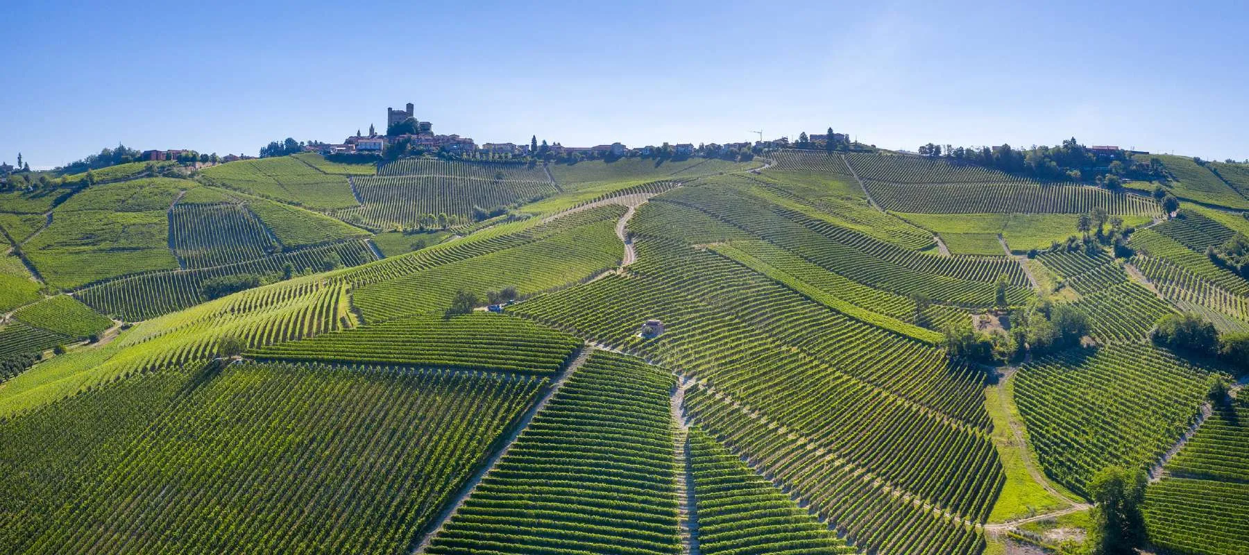 Massolino: Vigna Rionda, a Swapped Plot and 130 Years in Serralunga