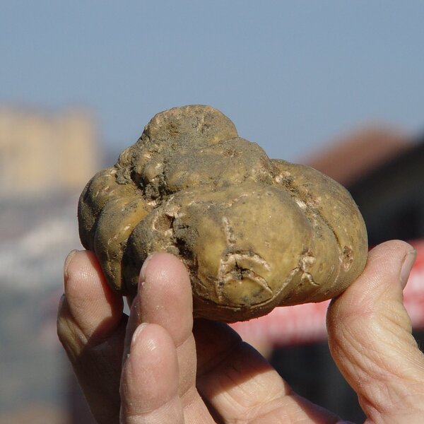 Fiera Regionale del Tartufo e Fiera di Sant'Andrea