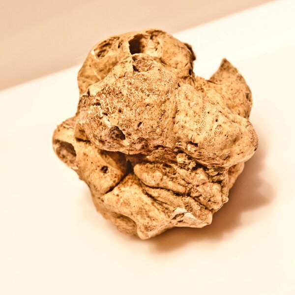 Fiera Regionale del Tartufo