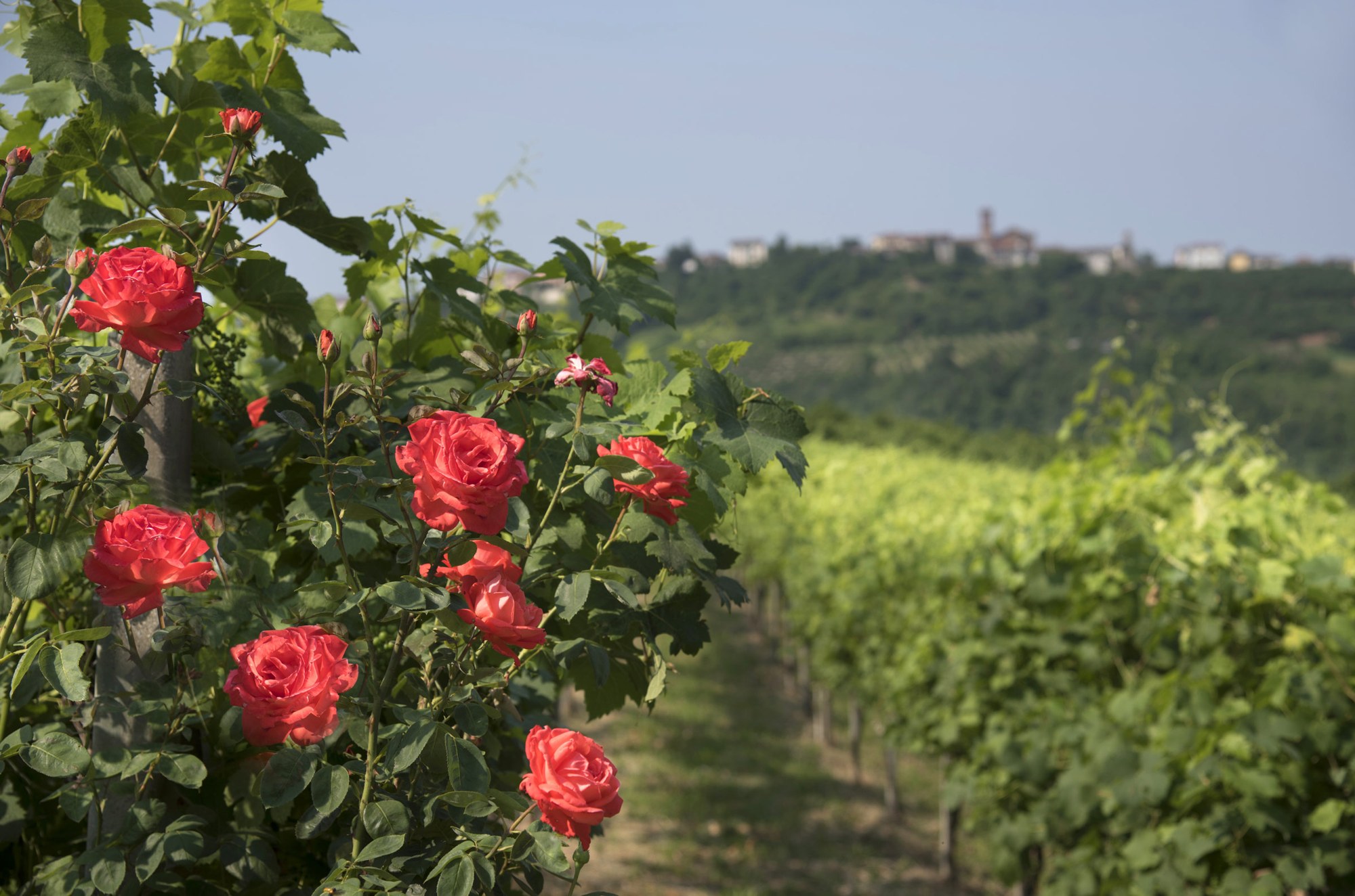 Azienda Giribaldi