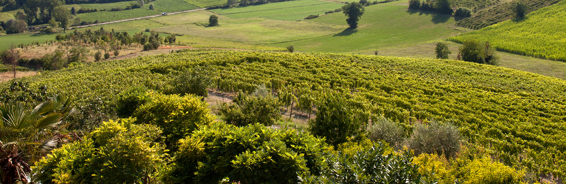 Az Agricola La Tommasina