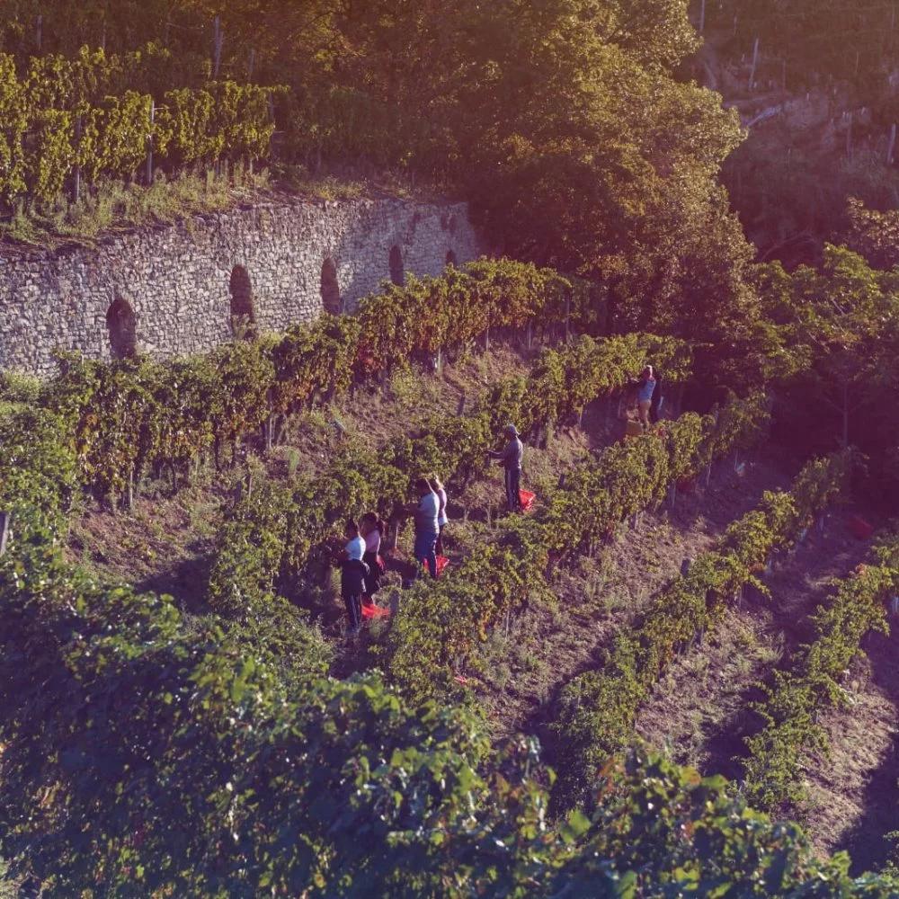 Azienda Agricola 499