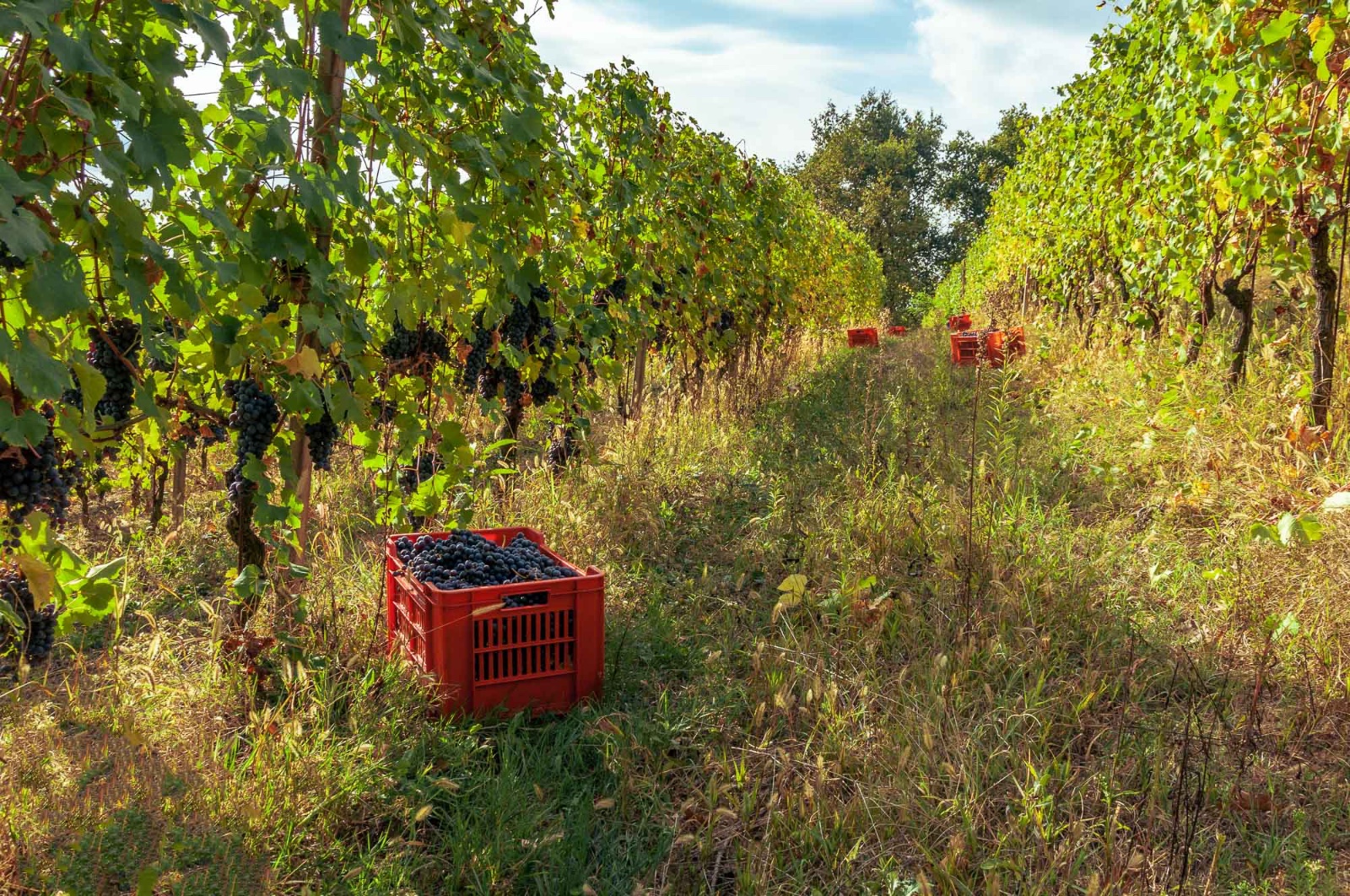Azienda Agricola Francesco Rosso