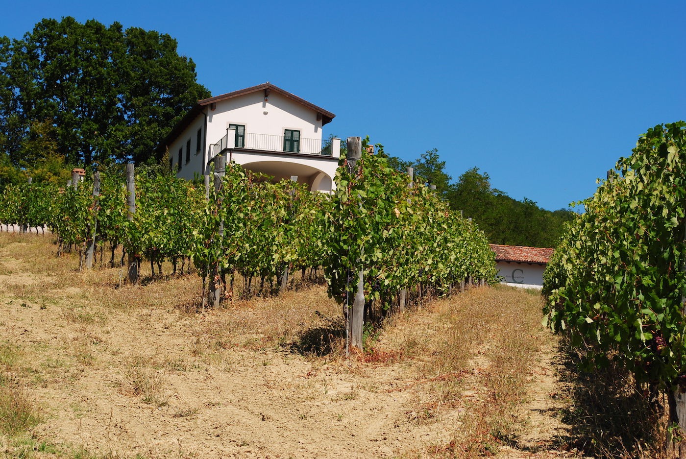 Vigne Marina Coppi
