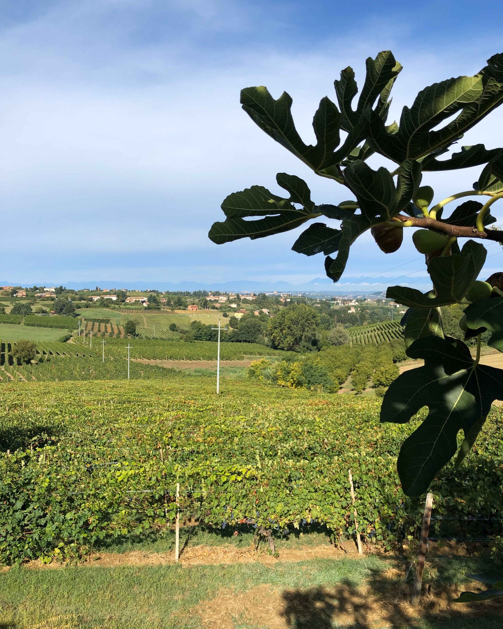 Cantine Carel