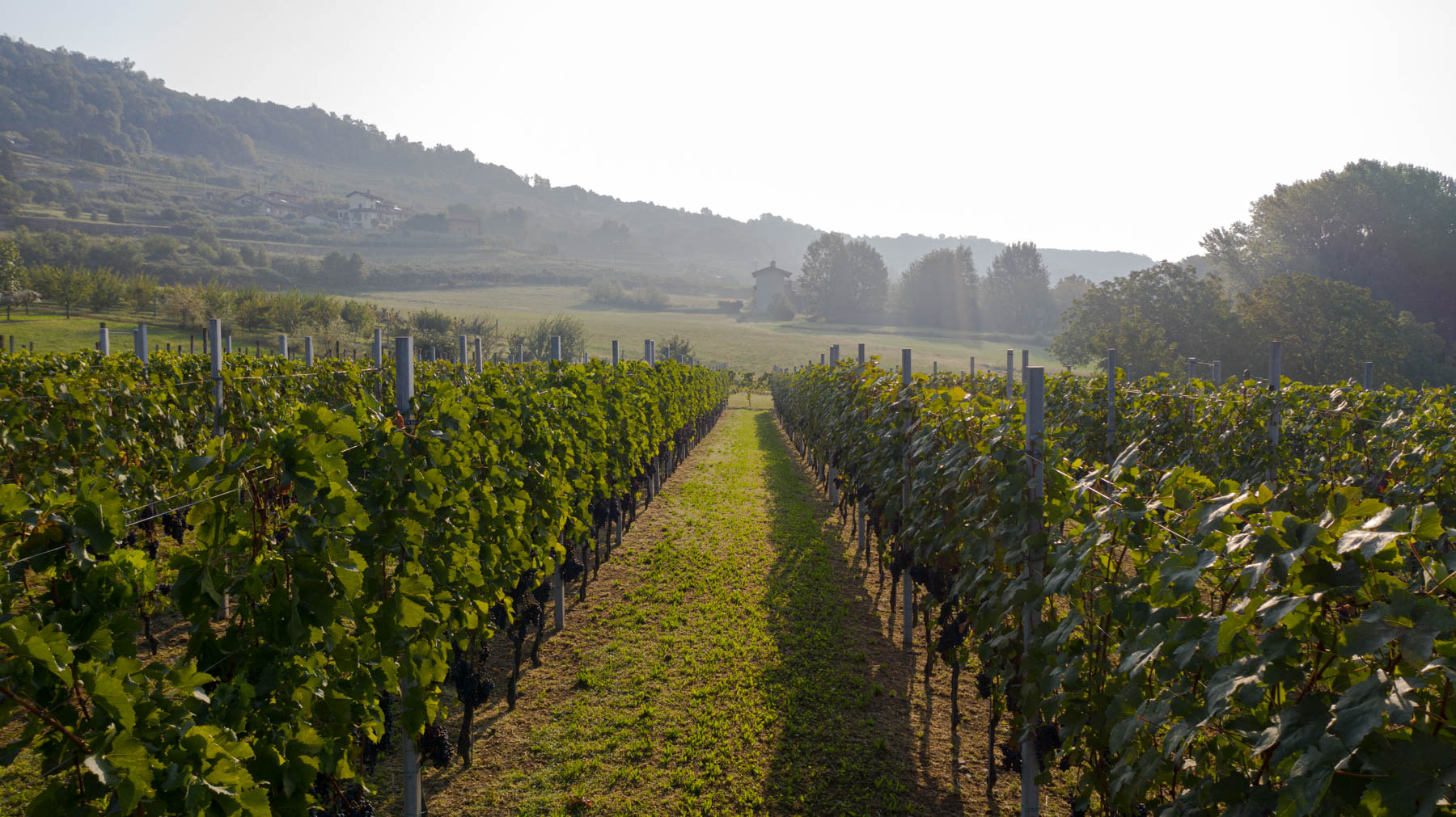 Cantina della Serra