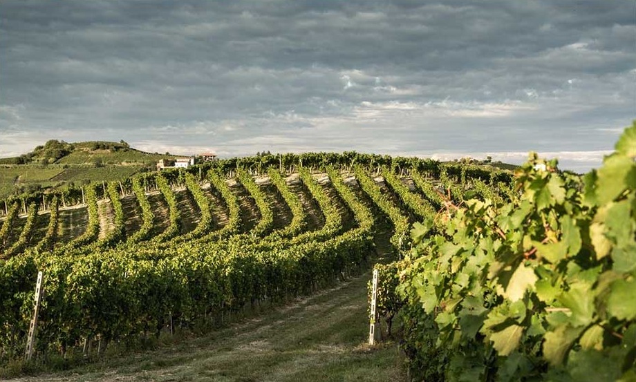 Viotti Vini