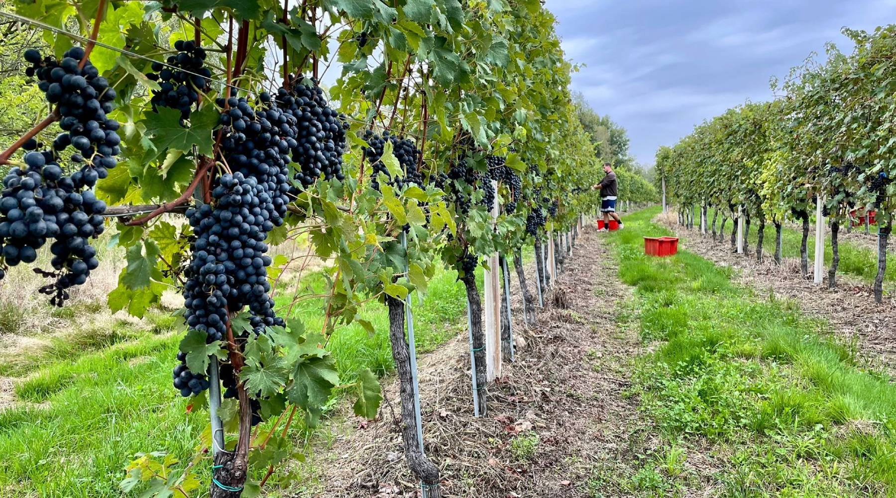 Paride Chiovini