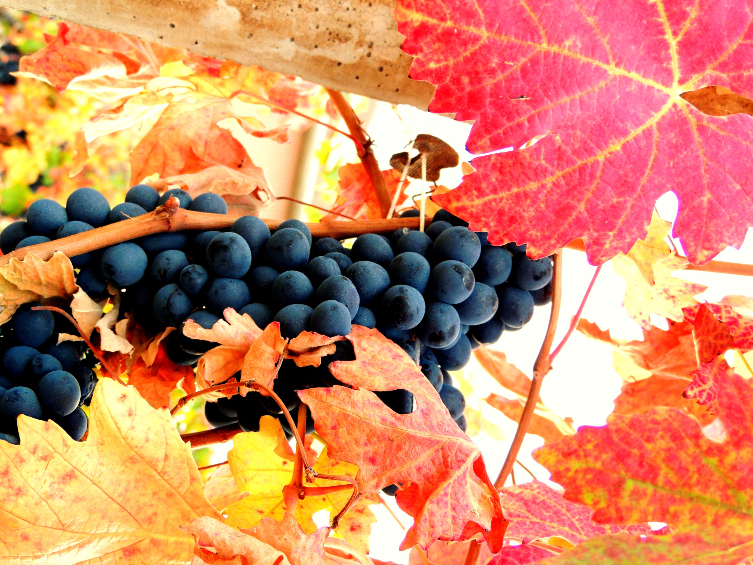 Cantina Flori